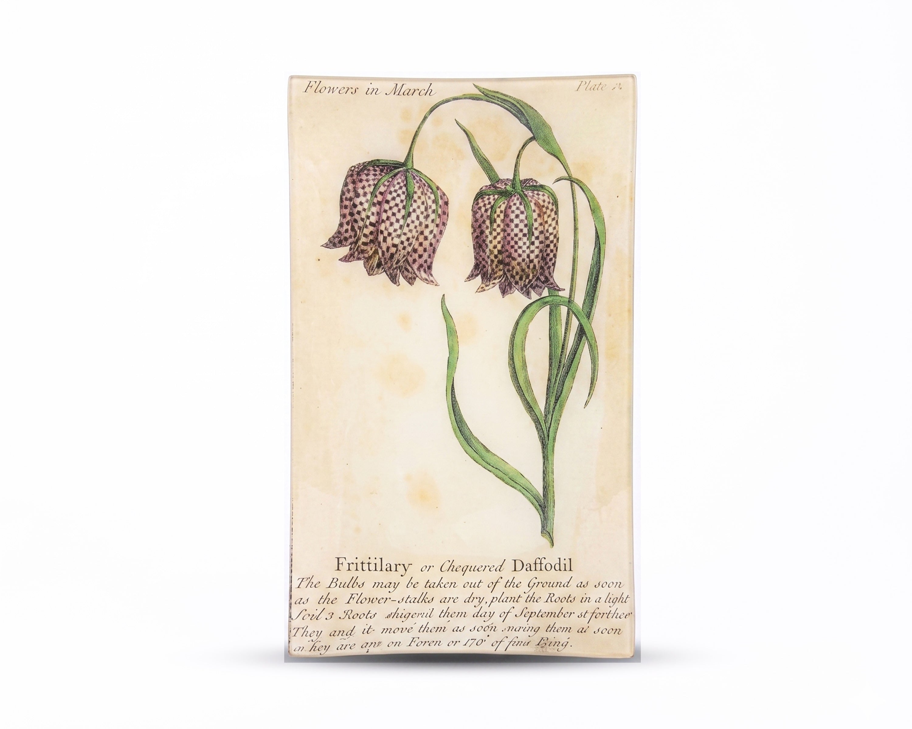 John Derian. Wall Decorative Plate Designed with Daffodil