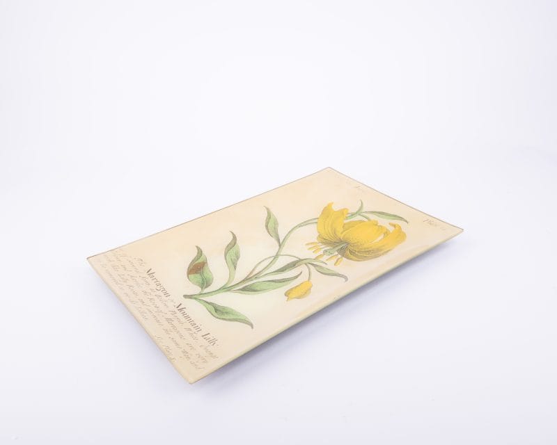 John Derian. Wall Decorative Plate Designed with Mountain Lily