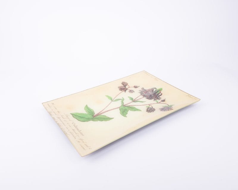 John Derian. Wall Decorative Plate with Columbine