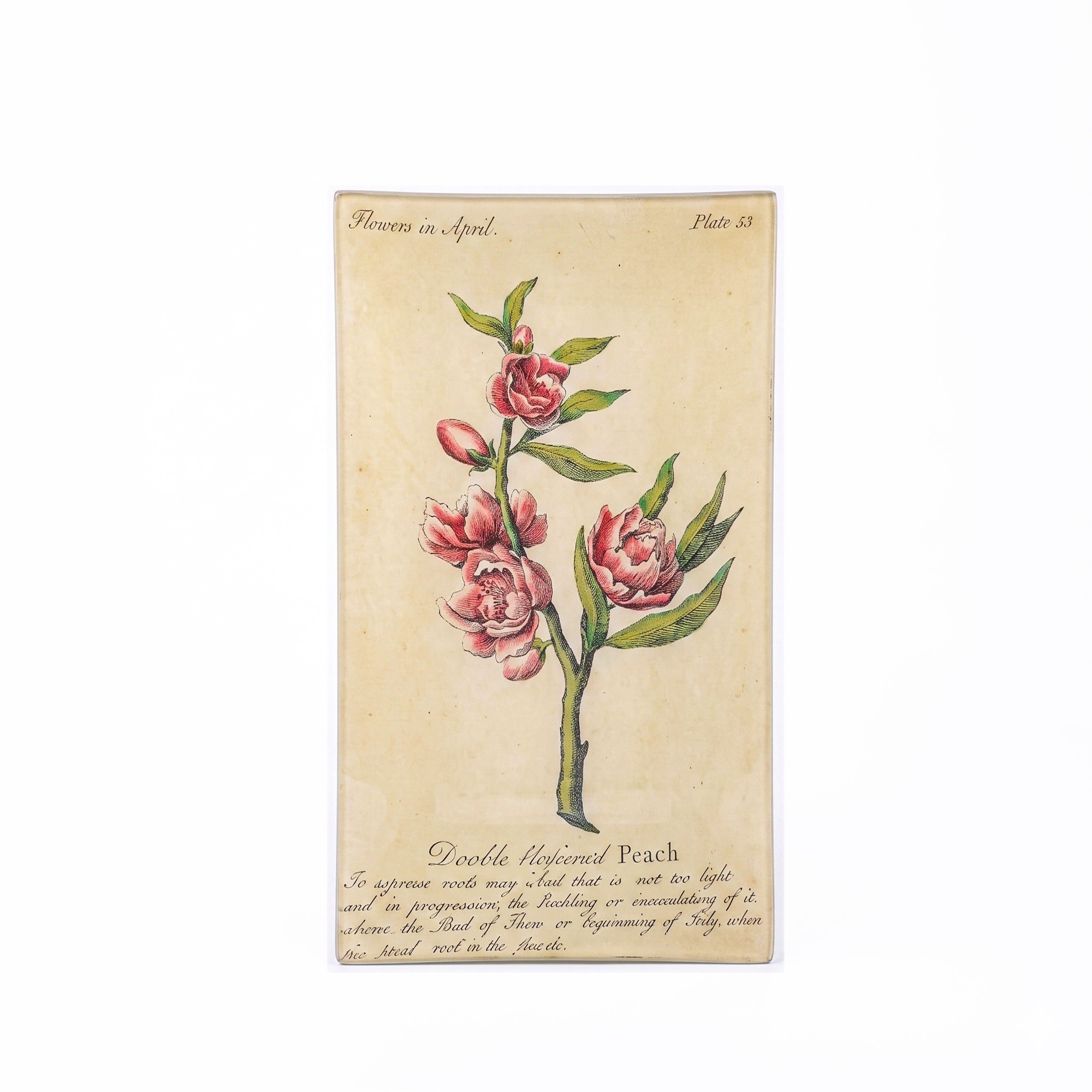John Derian. Wall Decorative Plate Designed with Blossomed Peach