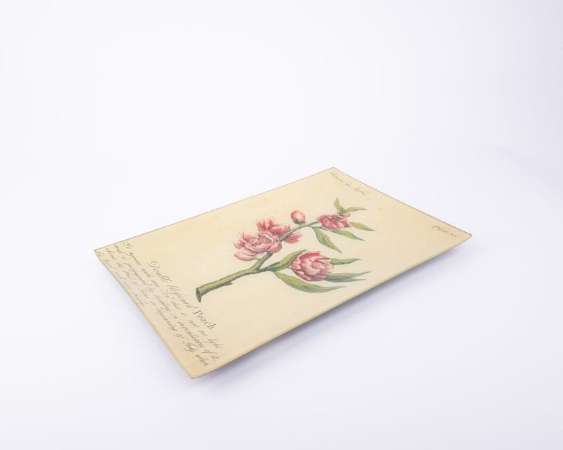 John Derian. Wall Decorative Plate Designed with Blossomed Peach