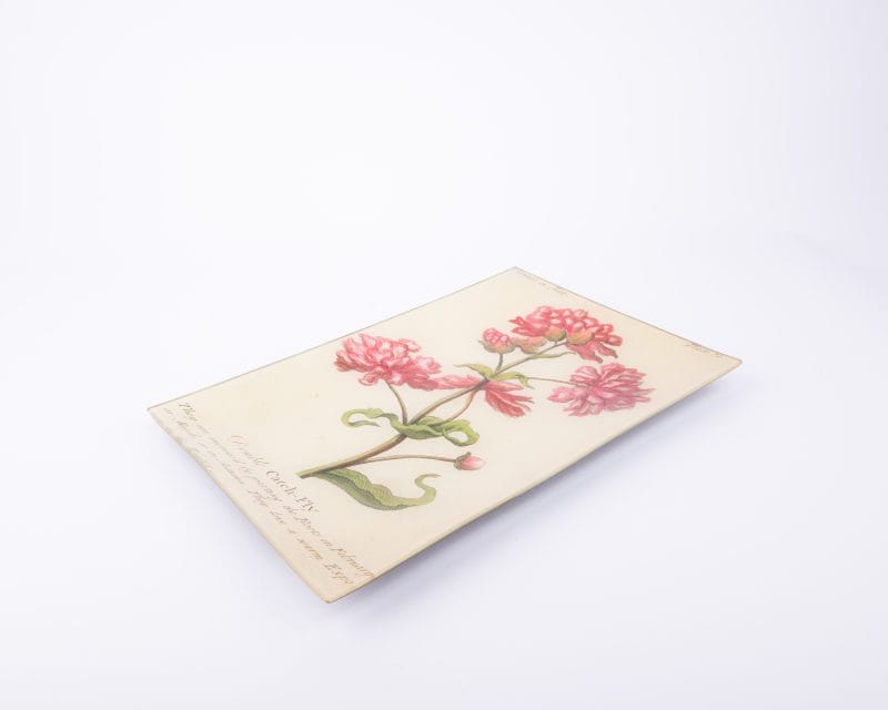 John Derian. Wall Decorative Plate Designed with Catch-Fly