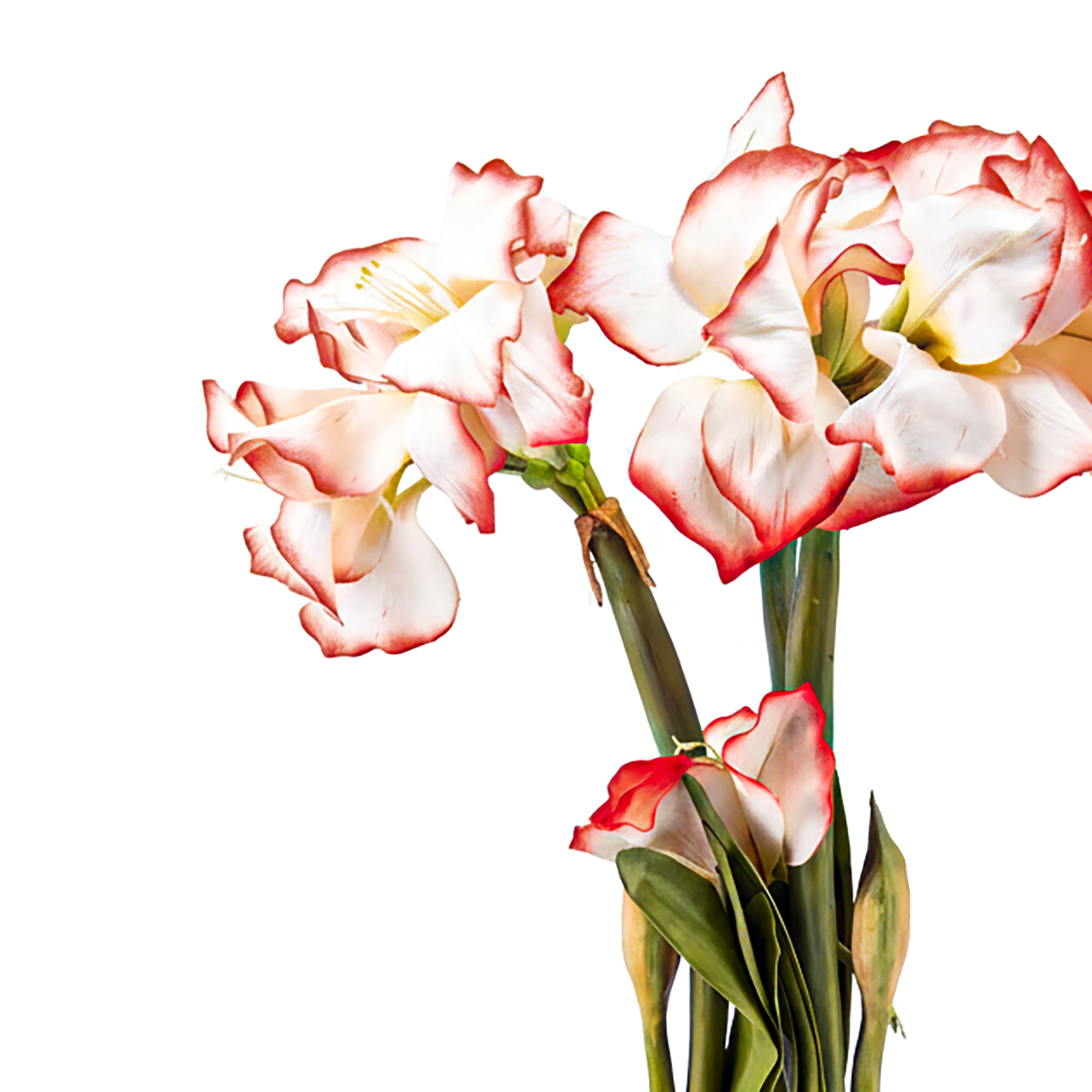 Immortalis Botanicals. Glass Vase with White Flowers. Large Size