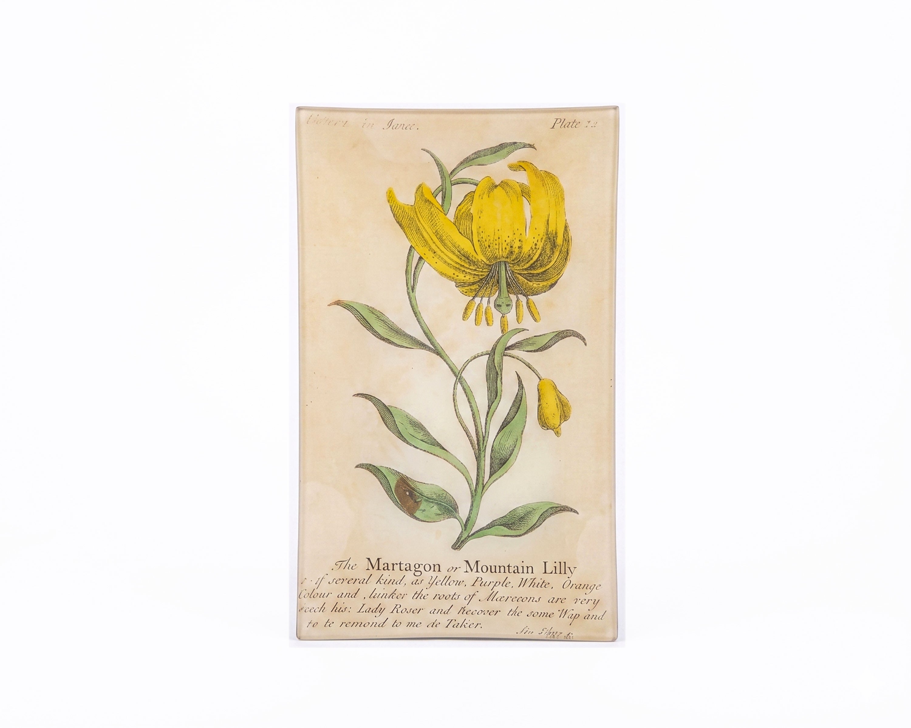 John Derian. Wall Decorative Plate Designed with Mountain Lily