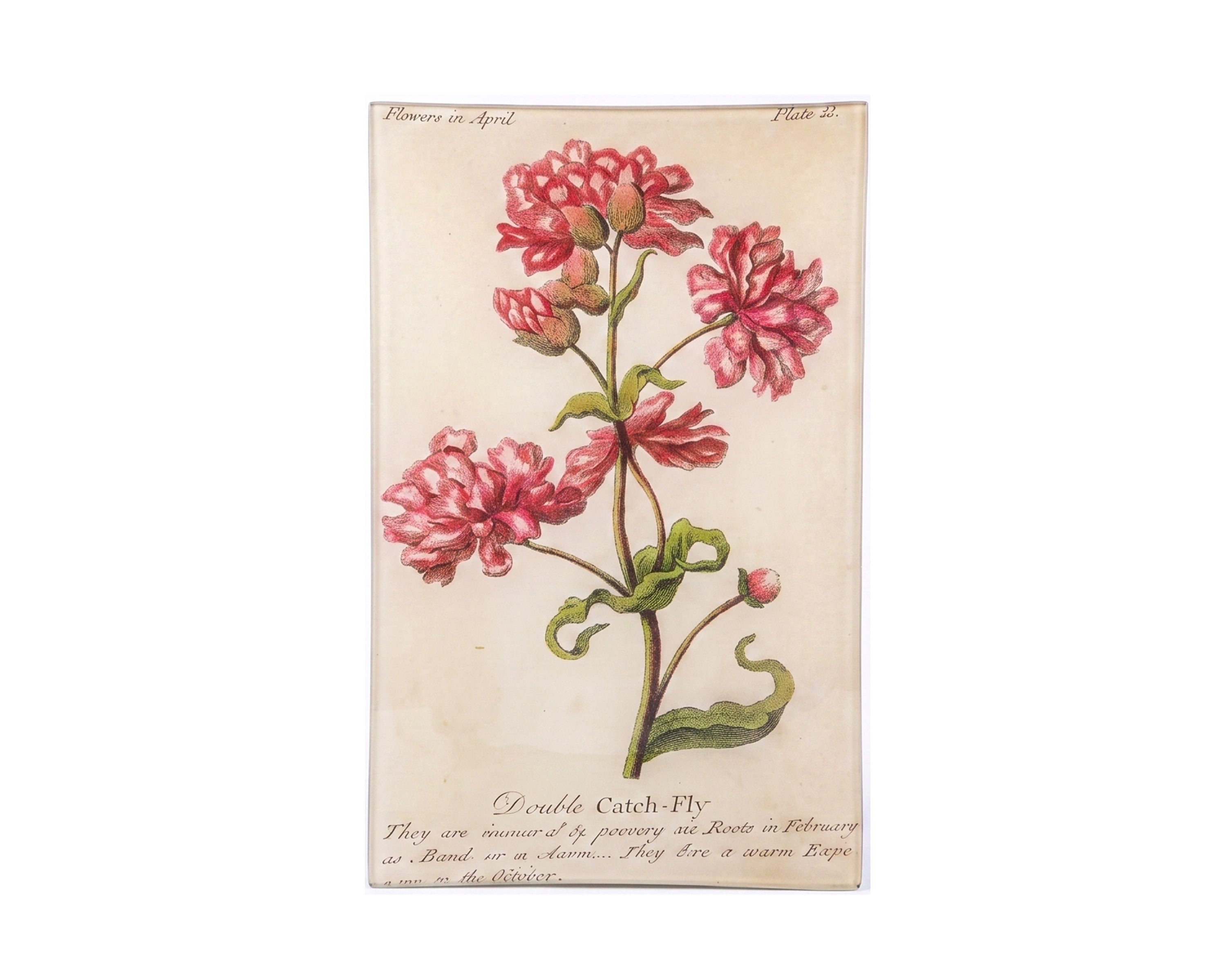 John Derian. Wall Decorative Plate Designed with Catch-Fly