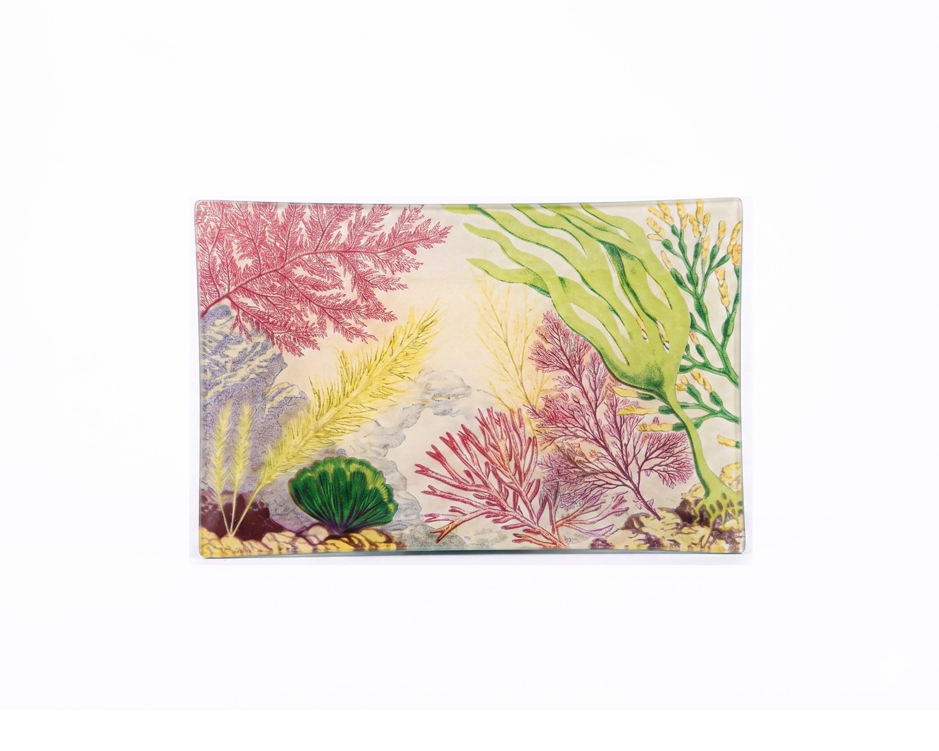 John Derian. Wall Decorative Plate Designed with Sea Life Illustration