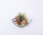 Immortalis Botanicals. Glass Botanical Figurine. Small Size
